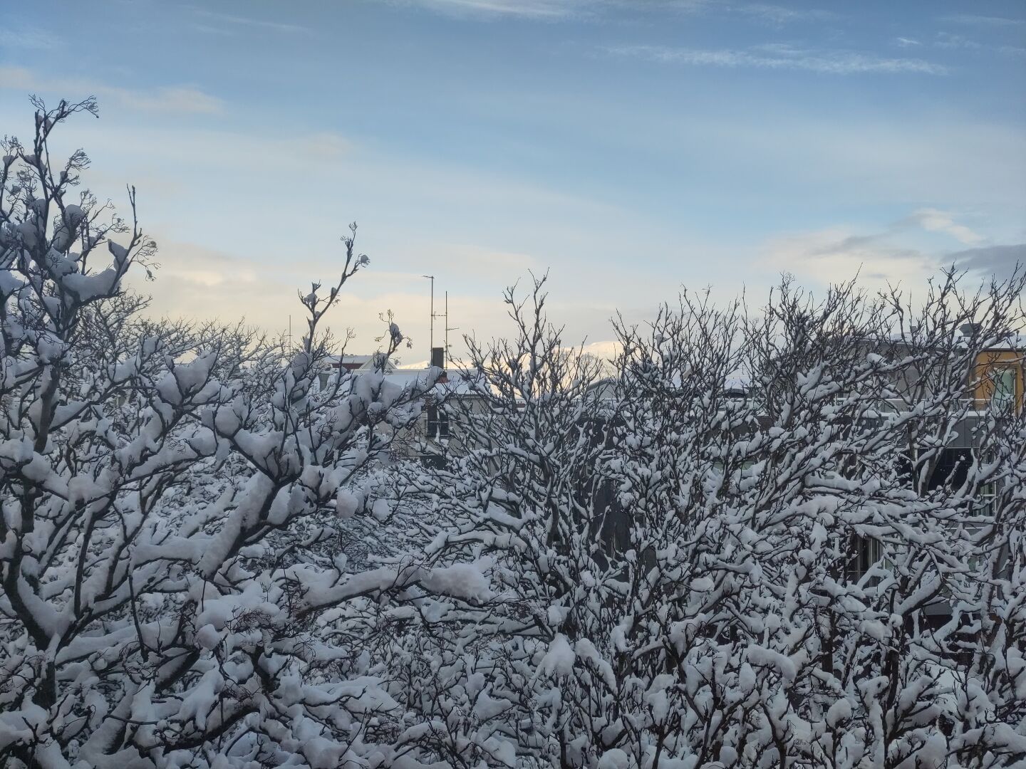 Photo of trees with branches covered in thick layer of snow, under blue but a bit cloudy sky. Some buildings and a mountain visible in the background.